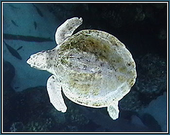 Sea Turtle at the New England Aquarium in Boston © Page Makers, LLC